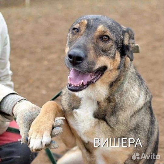 Всем на свете нужен дом