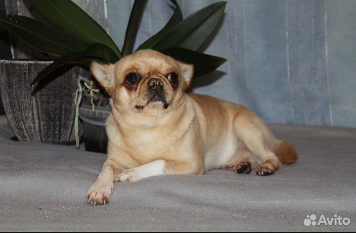 Кобель чихуахуа для вязки