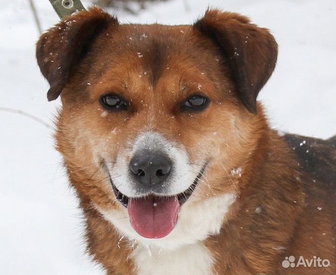 Отдам в хорошие руки