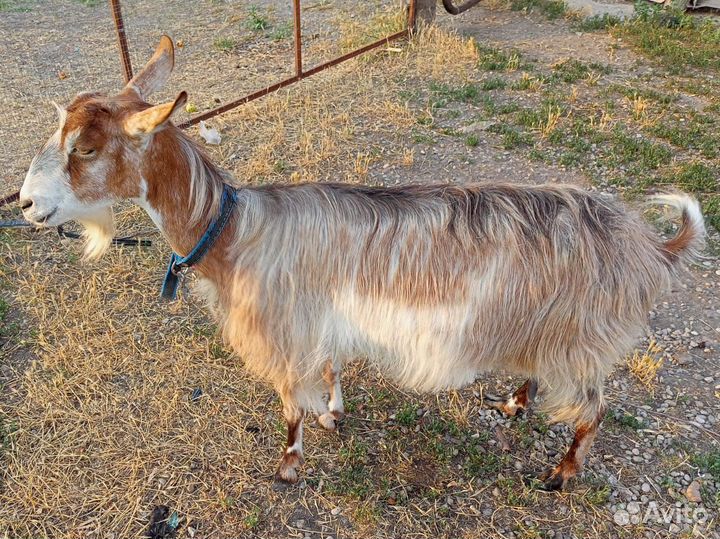 Коза нубийская