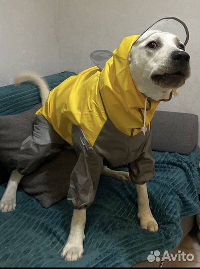 Дождевик для собаки крупных пород