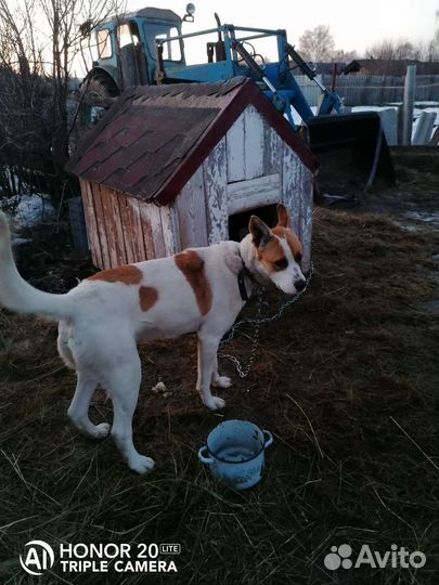 Собаки в дар бесплатно