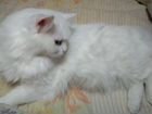 Кошка турецкая ангора объявление продам