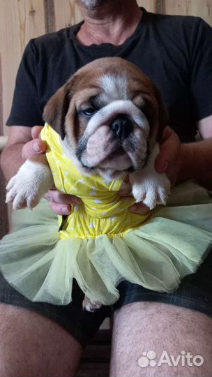 Английский бульдог