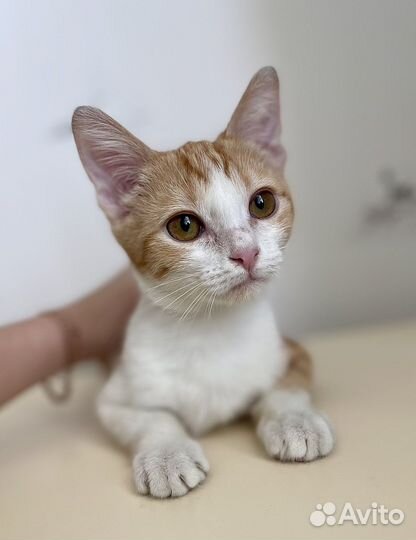 Рыжий котенок девчока в дар