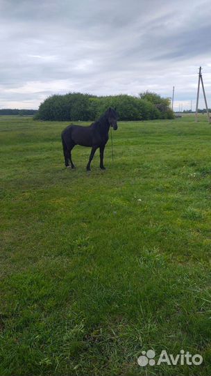 Орловский рысак