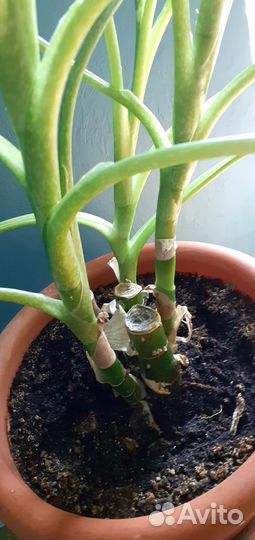 Диффенбахия