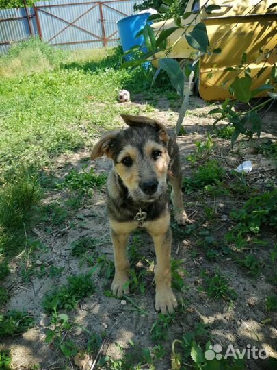 Щенок в добрые руки