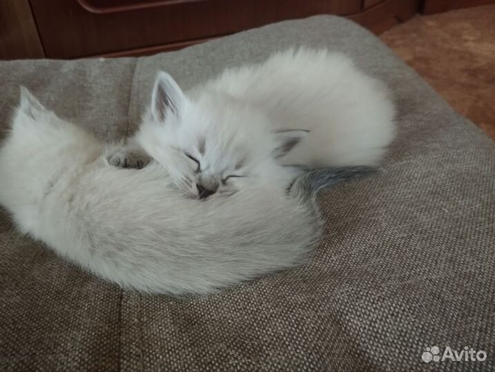 Тайские котята