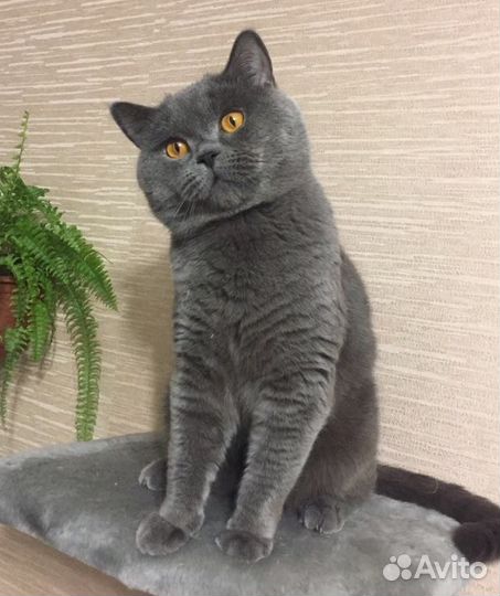 Кот для вязки