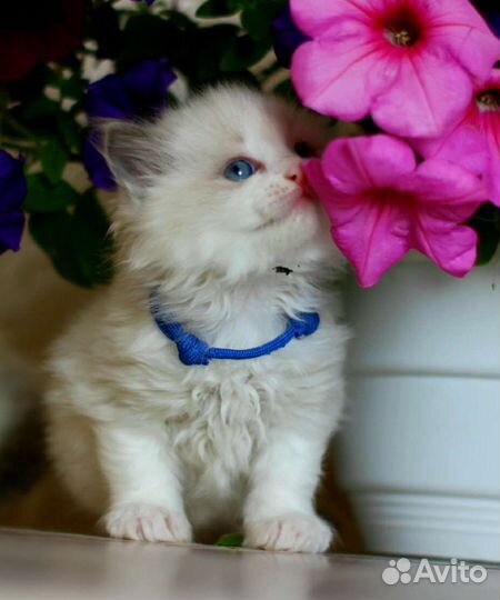 Регдолл котик и кошечка Rag a03 WCF