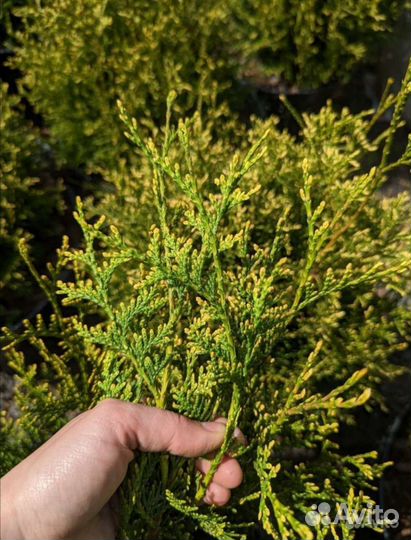 Туя Ауреоспиката и Альбоспиката