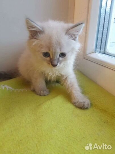 Сиамский котенок