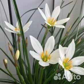 Разные комнатные растения