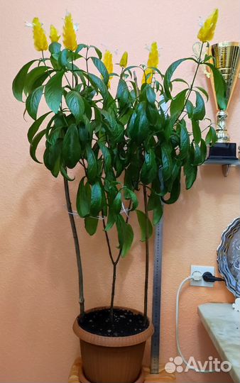 Пахистахис - цветущий экзот от ростков до кустов