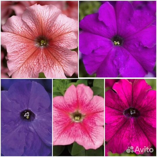 Набор петуний, серия Тритуния