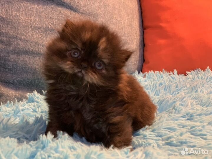 Шотландский котенок Хайленд