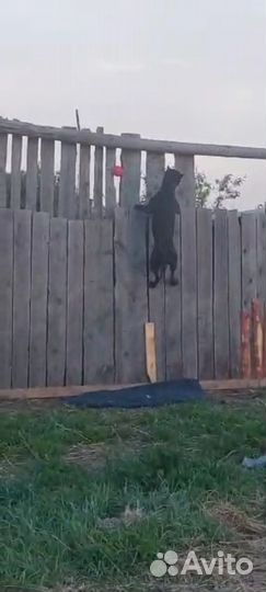 Пит бультерьер вязка