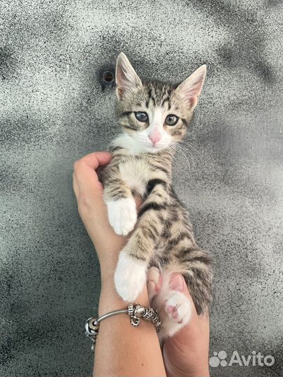 Котенок 2 мес