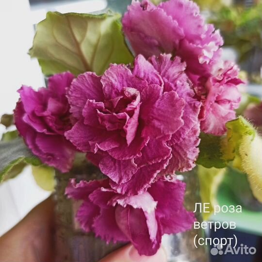 Сортовые фиалки