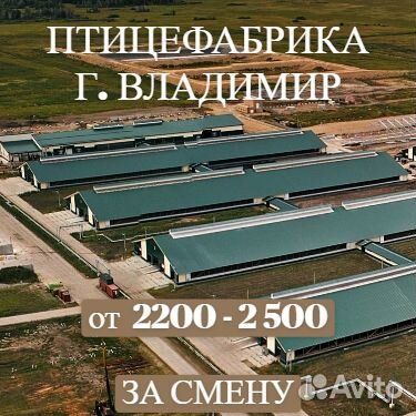 Утиные Истории. Упаковщик.Владимир