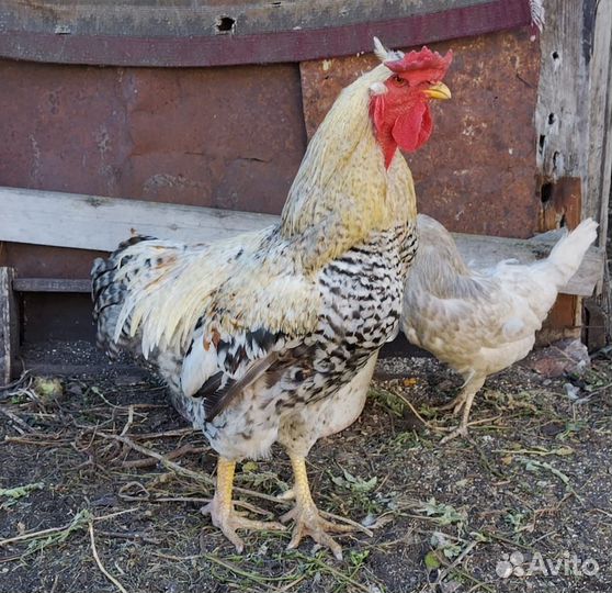 Петух домашний крупный