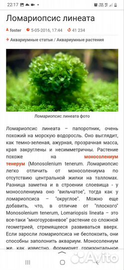 Аквариумные растения живые