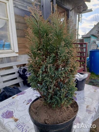 Кипарисовик Элвуди