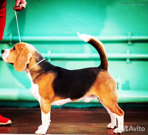 Вязка кобель Бигль