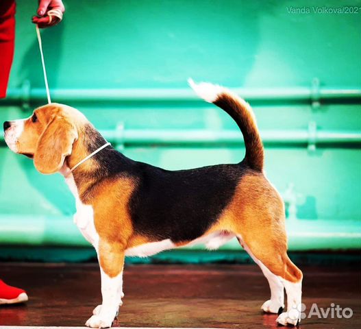 Вязка кобель Бигль