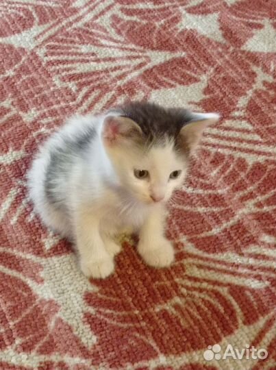 Кошка в дар бесплатно