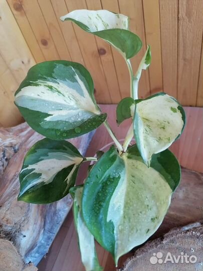 Сциндапсус марбл эппл