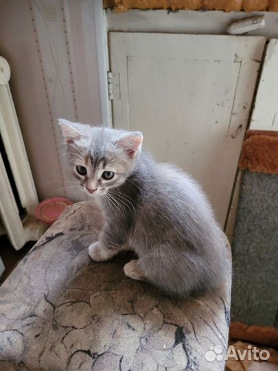Кошка в дар бесплатно
