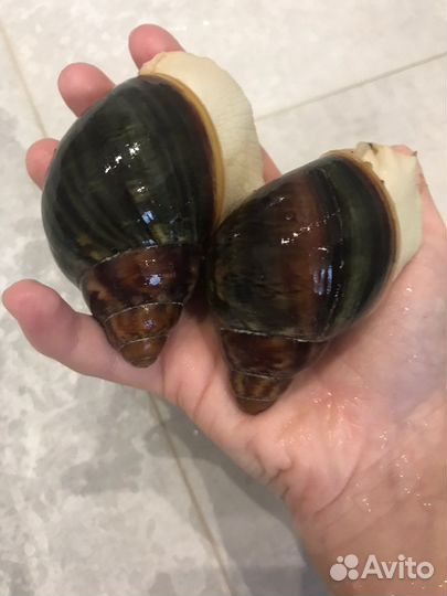 Архахатина Родостома Бенин (зелёная раковина)