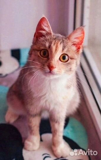 Муся 7 мес, стерилизована