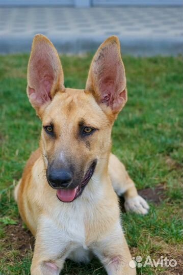 Собака в добрые руки