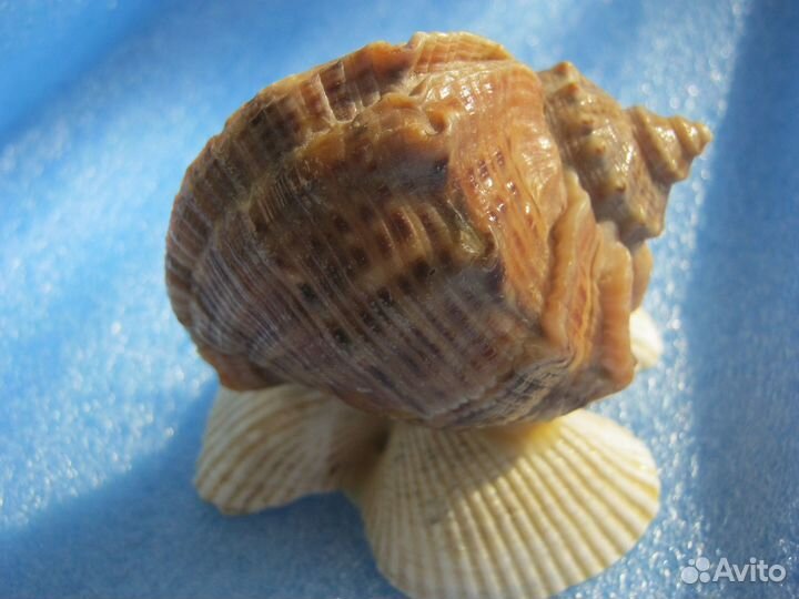 Морские ракушки
