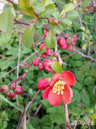 Айва японская саженцы