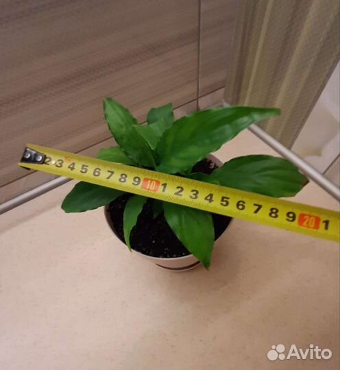 Спатифиллум