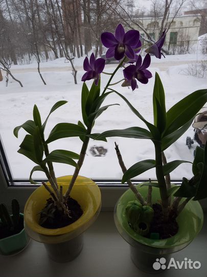 Дендробиум