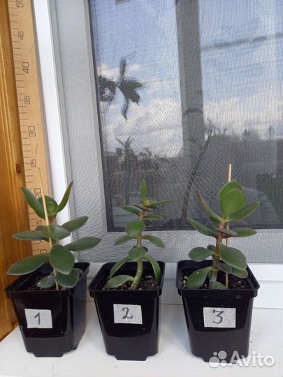 Крассула толстянка денежное дерево