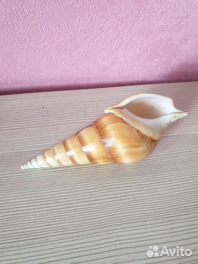 Морские ракушки