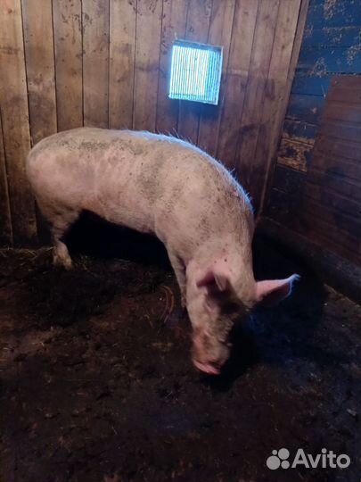 Боров 5 лет . Кастрирован 4 месяцев