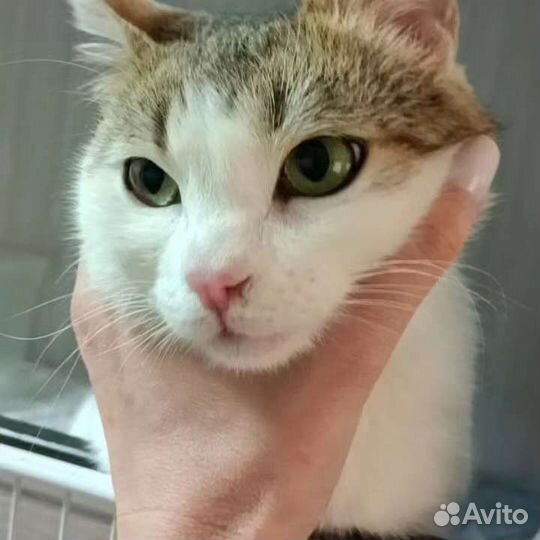 Котик в добрые руки