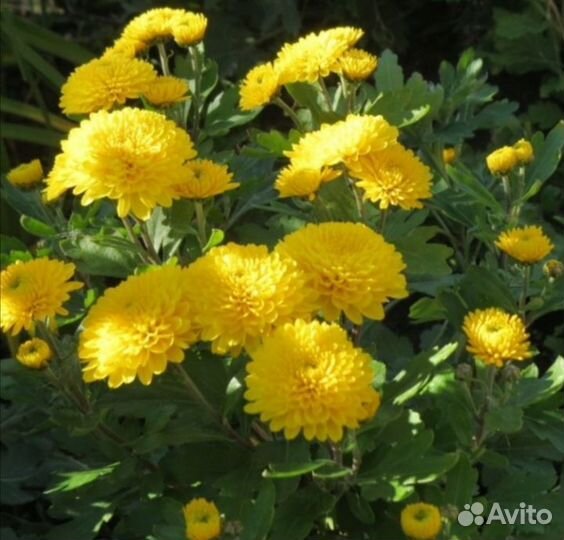 Хризантема