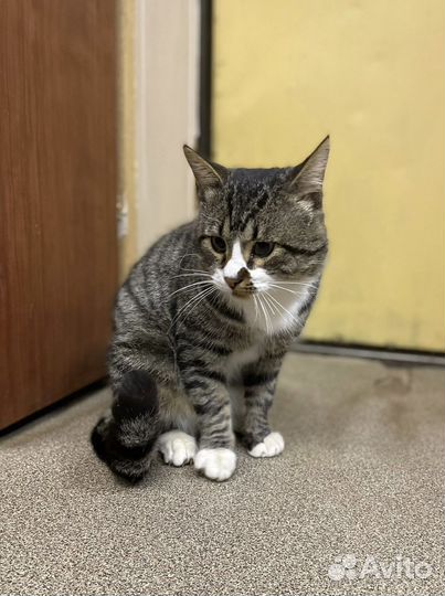 Харизматичный кот Василий