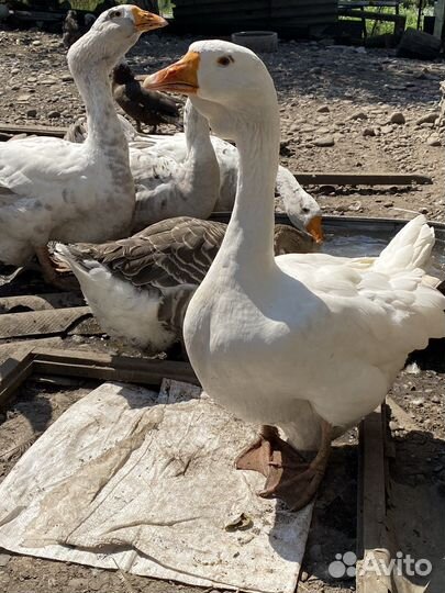 Холмогорские гуси