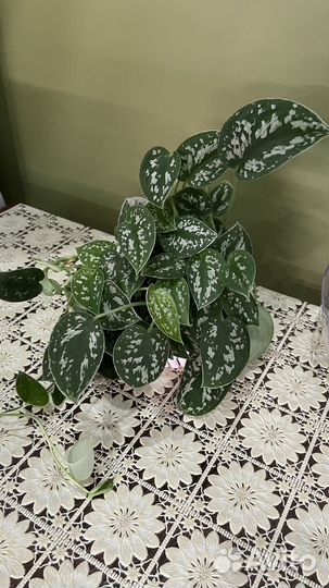 Сциндапсус пиктус сильвер энн