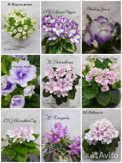 Детки мини фиалок