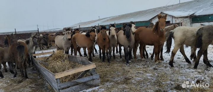 Продажа лошадей